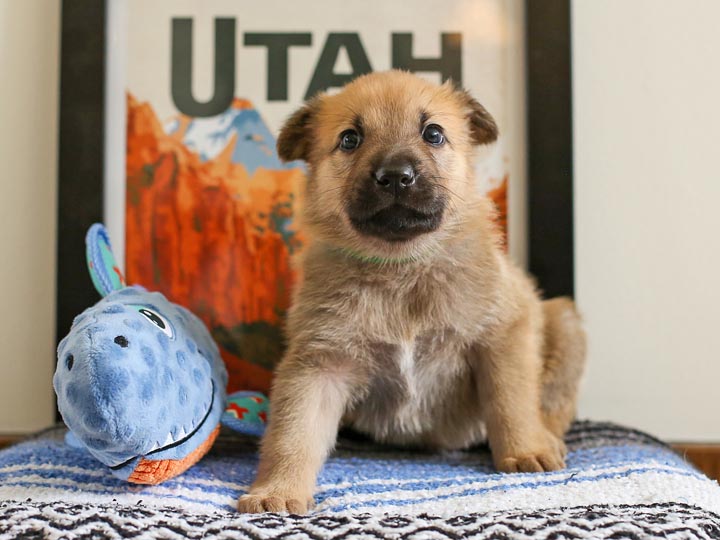 chinook puppy